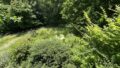 Blick in Garten mit Teich