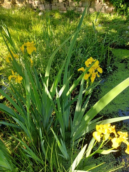 Teich