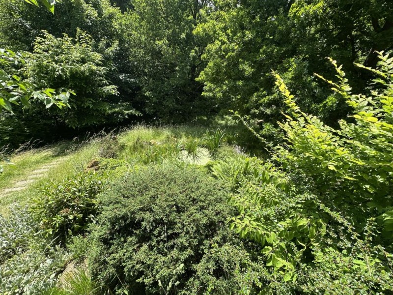 Blick in Garten mit Teich